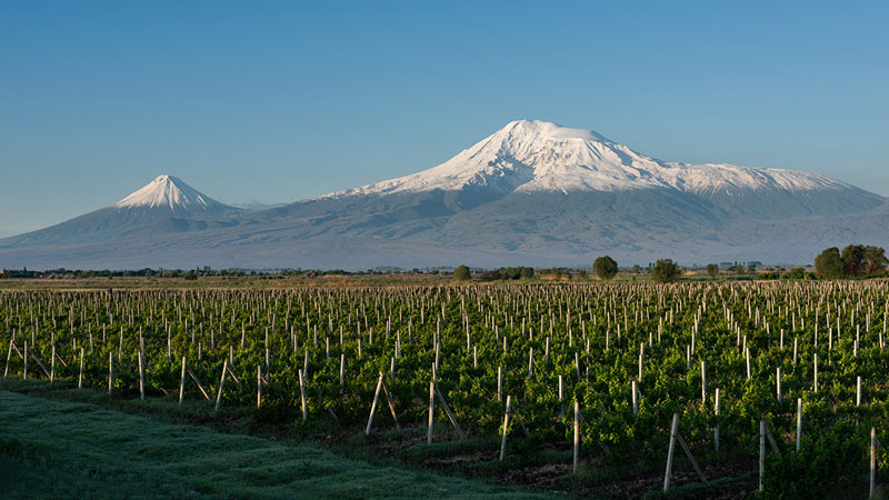 О Wines of Armenia