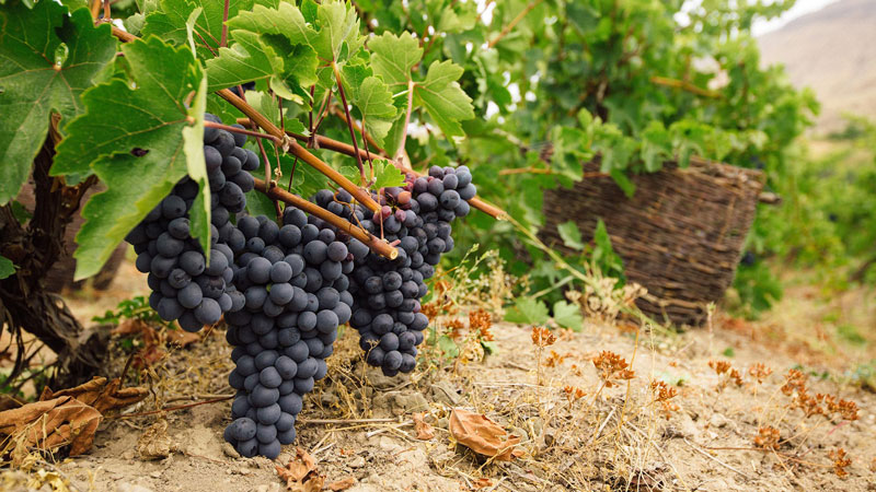 Армянские сорта винограда